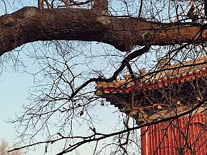 2023 02 05  PEKIN - WANSHOU TEMPLE LONGEVITE BIENVEILLANCE (11)